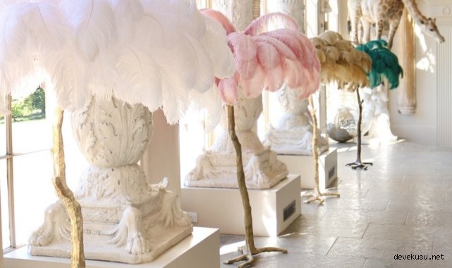 Deve kuşu tüyü nerede kullanılır?