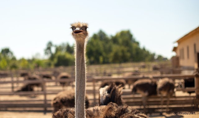 Gıda sorununa çözüm devekuşu eti ile bulundu