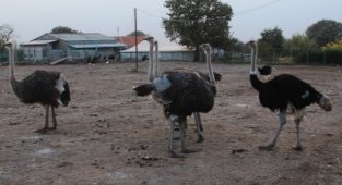 Türkiye'nin en büyük deve kuşu üretim çiftliği Çanakkale'de