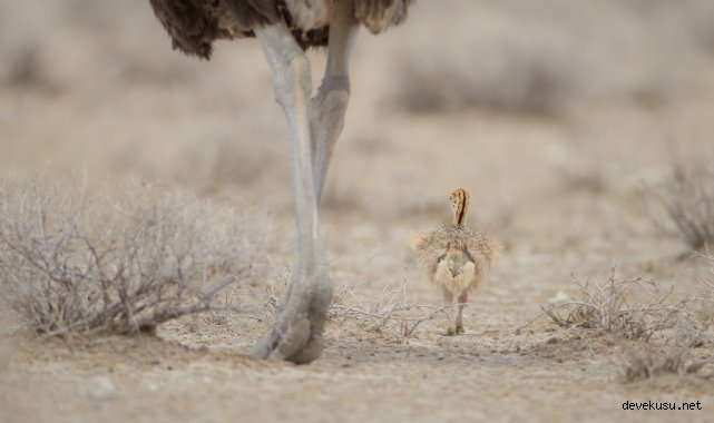 Deve kuşu kaç yıl yaşar, ömrü ne kadardır