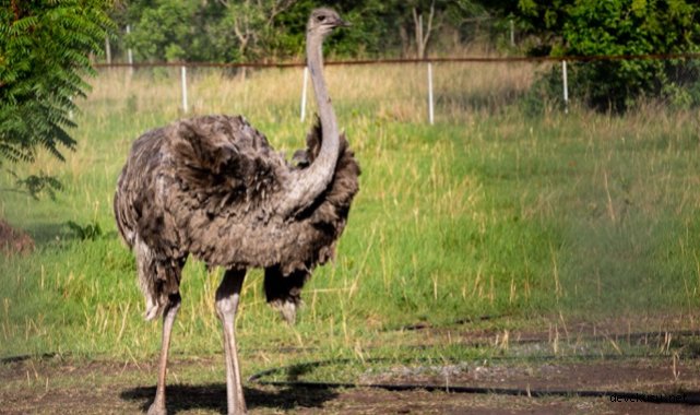 Deve kuşu uçar mı, deve kuşları neden uçamaz?