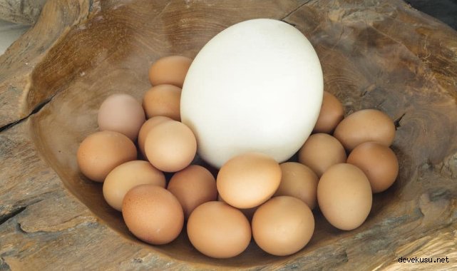 Deve kuşu yumurtası yenir mi