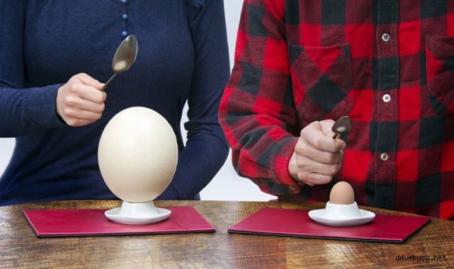 Deve kuşu yumurtasının tadı nasıl