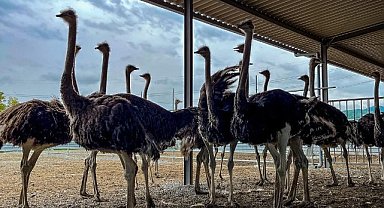 Deve kuşu yumurtası hangi haşerelere etki eder
