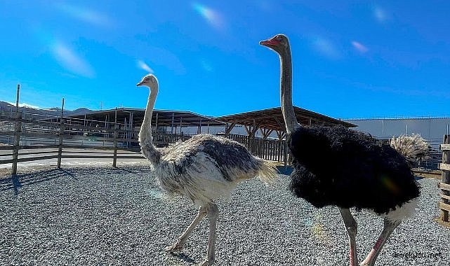Deve kuşu yumurtası hangi haşerelere etki eder