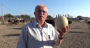 Deve kuşu Eti derisi yumurtası çok kıymetli