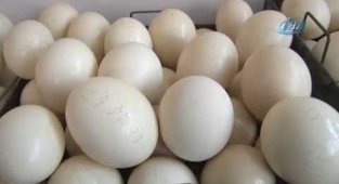 Türkiye'nin en büyük deve kuşu üretim çiftliği Çanakkale'de