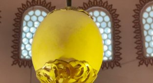 Talha Uğurluel - Haşere Kovucu Deve kuşu yumurtası